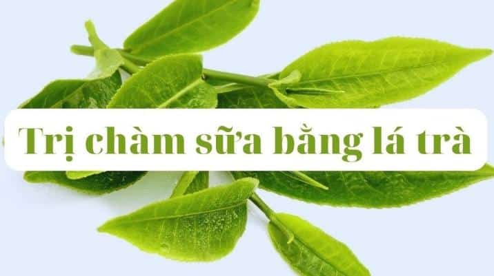 Trị chàm sữa bằng lá trà xanh